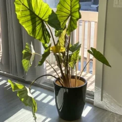 Sunnydaze Decor Sunnydaze Indoor/Outdoor Captivating Vista Decorative Glazed Ceramic Planter For Greenery Or Flowers - 14" -Furniture GUEST 55869cf3 6ea0 4cfd b303 2c5ef663530c