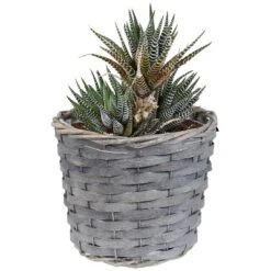 Sunnydaze Decor Sunnydaze Indoor Poplar Wicker Planters With Plastic Liners - Gray - Set Of 5 12 Sunnydaze Decor Sunnydaze Indoor Poplar Wicker Planters With Plastic Liners - Gray - Set Of 5 -Furniture GUEST fdf3250c 0fc2 410a 9cf3 3a8c21f2dda5